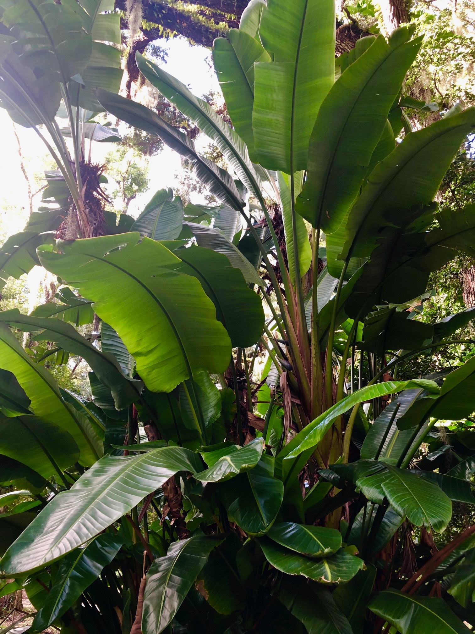 Thankful for the Tropical Plants and Trees Gratitude